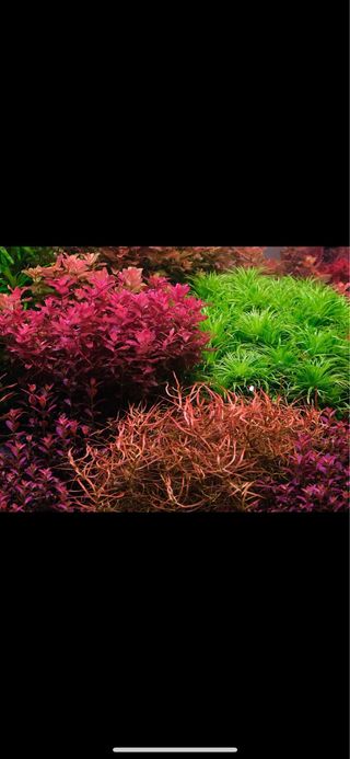 Lote de 18 plantas de acuario VARIADO Y COLORIDO