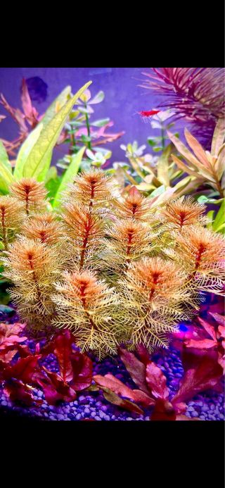 Lote de 18 plantas de acuario VARIADO Y COLORIDO