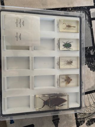 Colección Bichos National Geographic