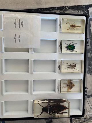 Colección Bichos National Geographic