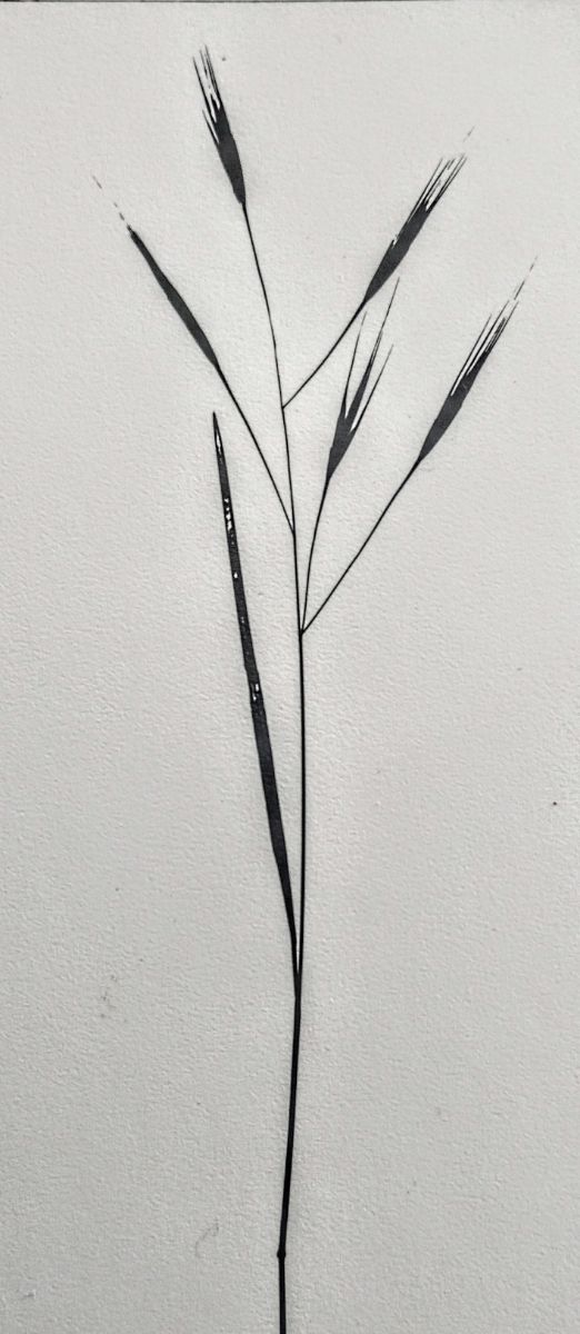 10 foto Erbe e foglie St.G&Thompson