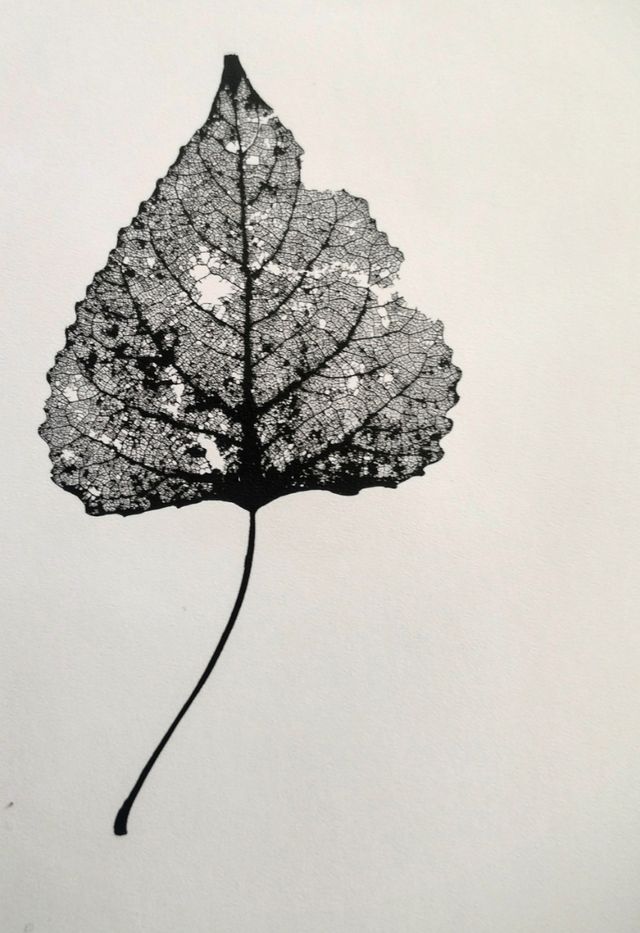 10 foto Erbe e foglie St.G&Thompson