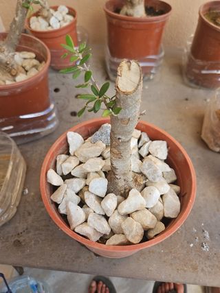 Pre bonsai olivo acebuche