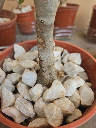 Pre bonsai olivo acebuche