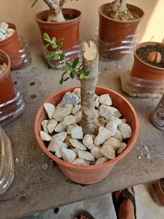 Pre bonsai olivo acebuche