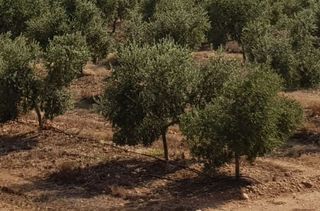 Terreno en venta en Ronda