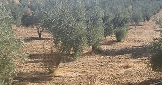 Terreno en venta en Ronda