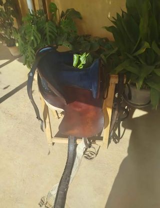Montura Menorquina, precio negociable

