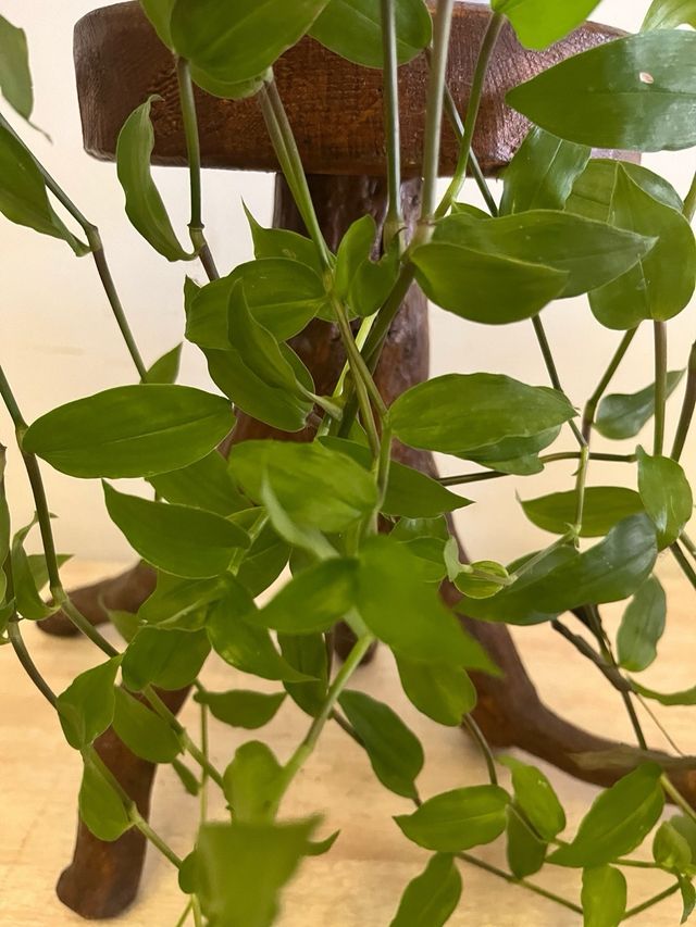 Tradescantia amor dell’uomo