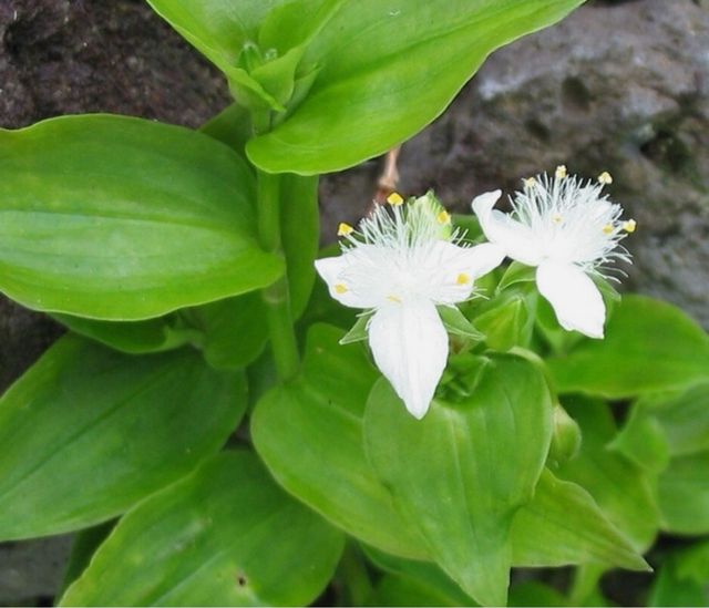 Tradescantia amor dell’uomo