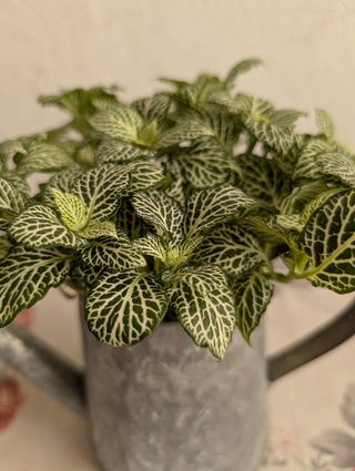 Planta Fittonia en regadera metal
