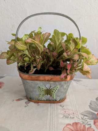 Cesta metálica con planta Fittonia