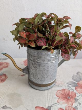 Regadera metal con planta Fittonia