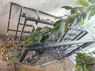 Rejas de hierro forjado