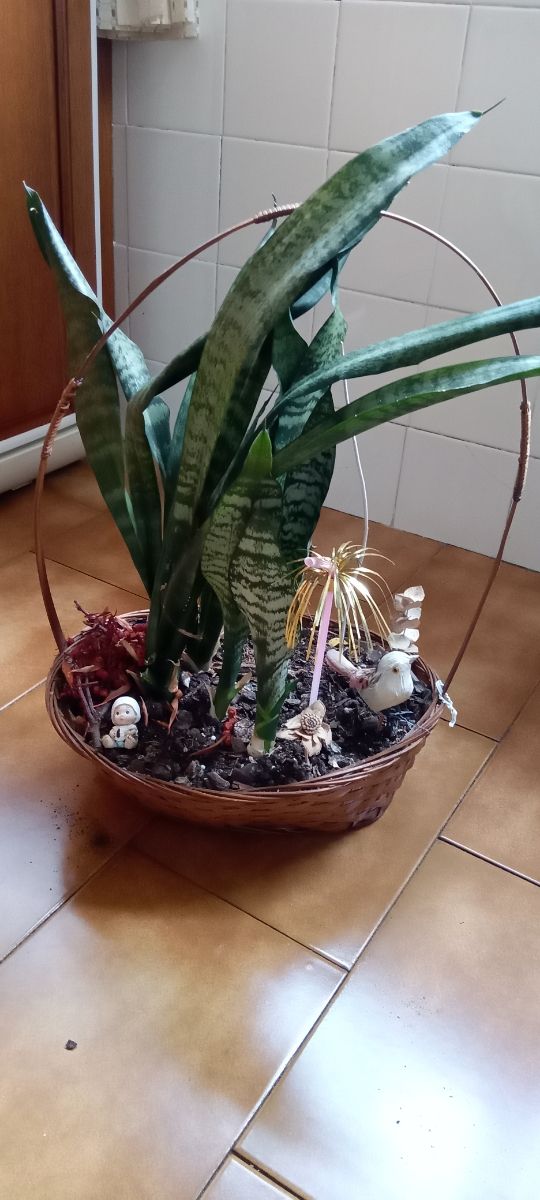 Planta Sansevieria en cesta