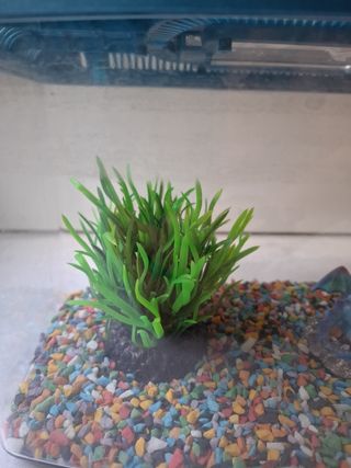 Pecera con tapa azul y adornos