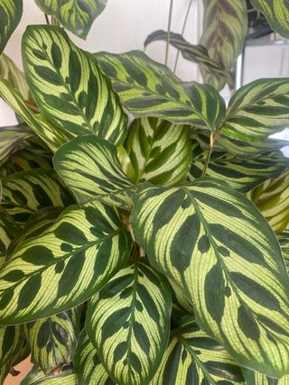 bienestar y belleza  y asesoramiento energético.