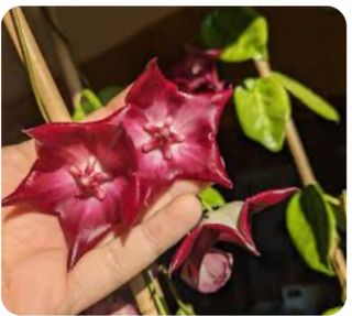 Piante Hoya adulte e talee