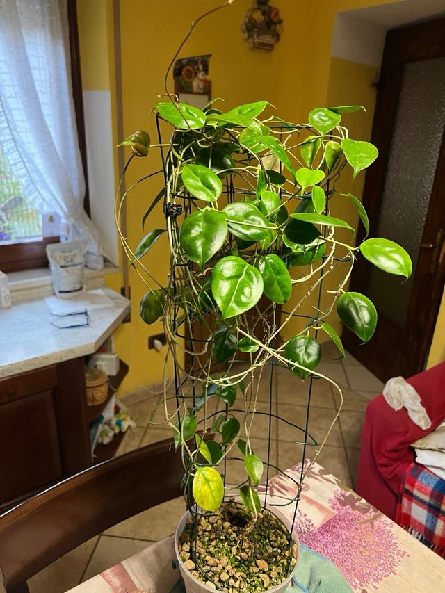 Piante Hoya adulte e talee