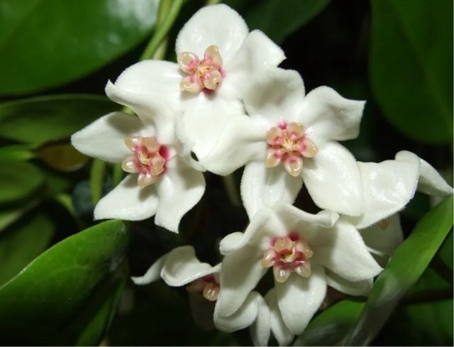 Piante Hoya adulte e talee