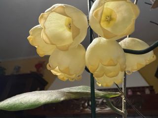 Piante Hoya adulte e talee