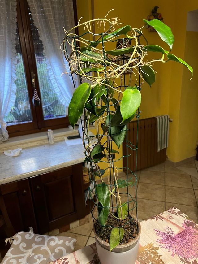 Piante Hoya adulte e talee