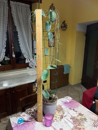 Piante Hoya adulte e talee