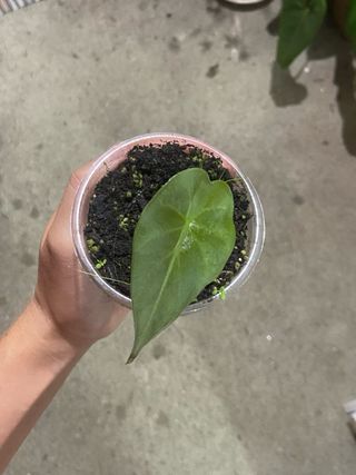 Alocasia Regal Shield
