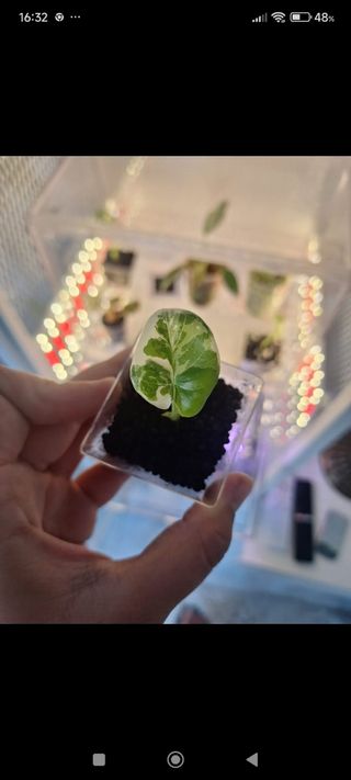 Planta Olga