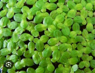 Plantas para estanque
