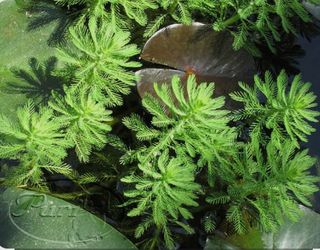 Plantas para estanque