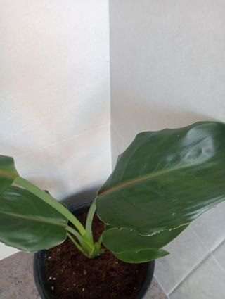 Plantas de Strelitzia