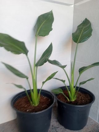 Plantas de Strelitzia
