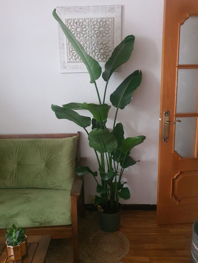 Sterlizia preciosa , Planta Natural 1,80m Nueva