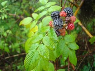 Planta Rubus niveus, Mora del Himalaya