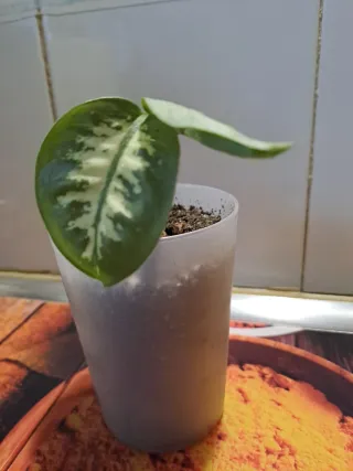 Dieffenbachia planta