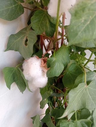 Planta de Algodón 