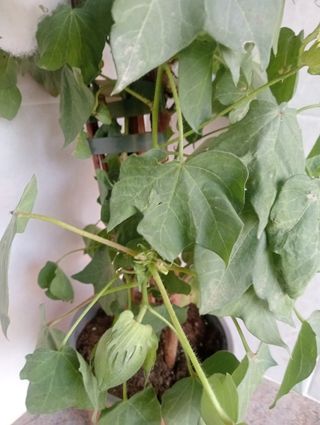 Planta de Algodón 