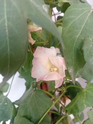 Planta de Algodón 