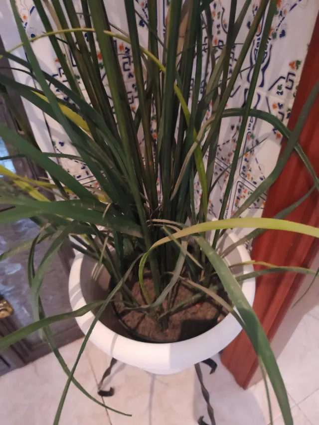 Planta artificial paraguas.