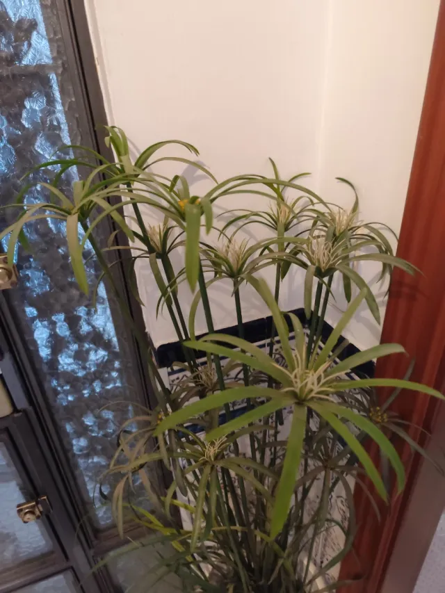 Planta artificial paraguas.