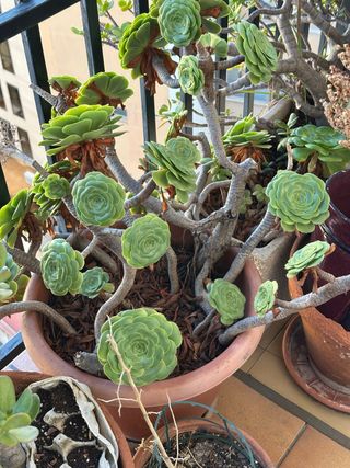 Planta Suculenta Aeonium

macetas con planta a 5€