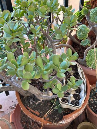 Planta Suculenta Aeonium

macetas con planta a 5€