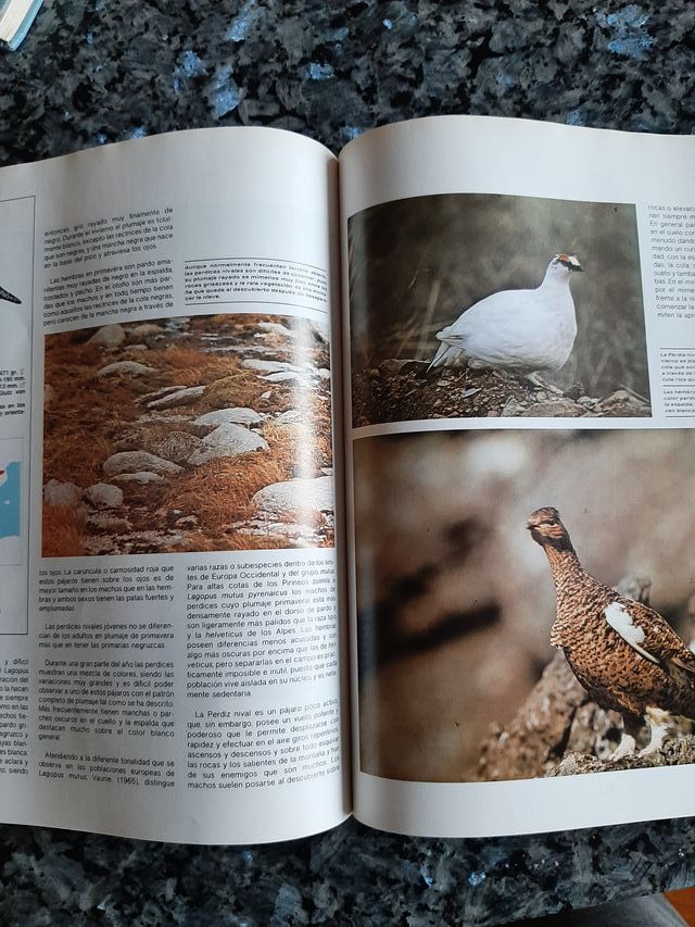 El maravilloso mundo de las aves
de la peninsula