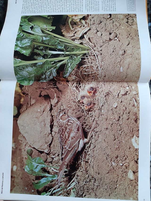 El maravilloso mundo de las aves
de la peninsula