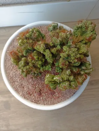 Cactus Crestado y Lithops en Maceta