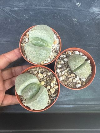 3 Plantas Pleiospilos