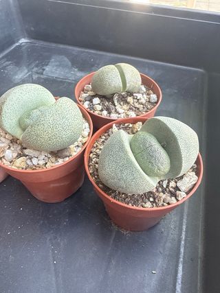 3 Plantas Pleiospilos