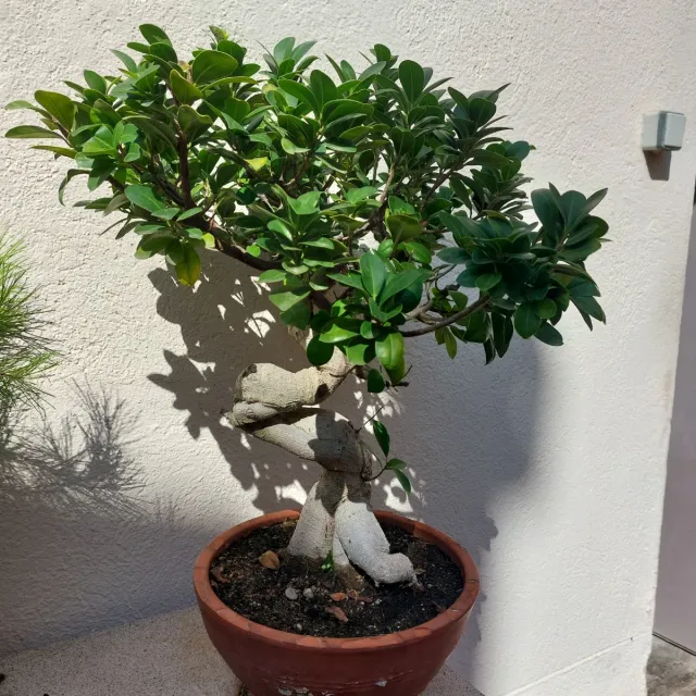Bonsái Ficus Ginseng