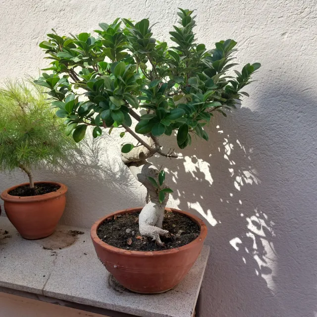 Bonsái Ficus Ginseng